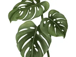 Urban Garden Stickers